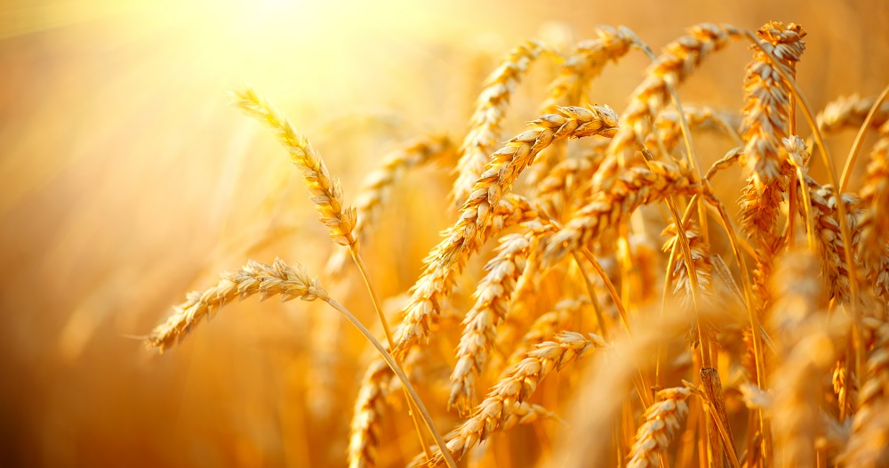 New wheat and barley genomes will help feed the world
